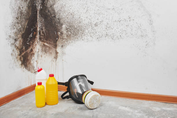 Office Mold Removal Services in Tracyton, WA