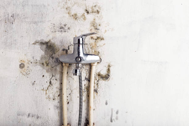Best Fast Mold Removal  in Tracyton, WA