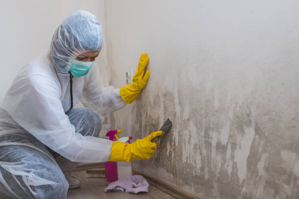 Best Crawl Space Mold Removal  in Tracyton, WA