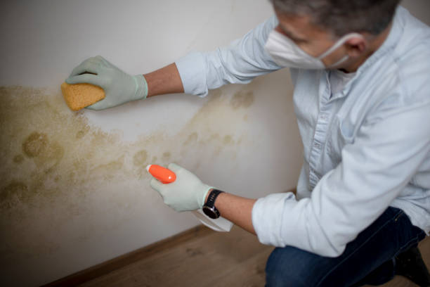 Best Mold Removal Company Near Me  in Tracyton, WA