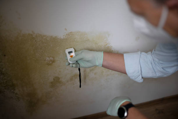 Best Mold Removal Specialists  in Tracyton, WA