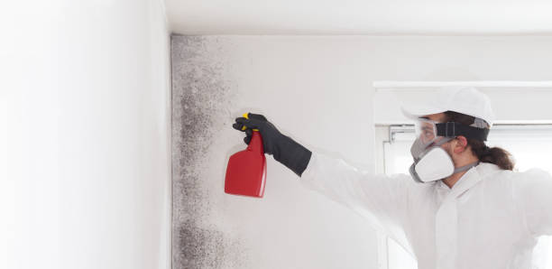 Best Mold Removal Company Near Me  in Tracyton, WA