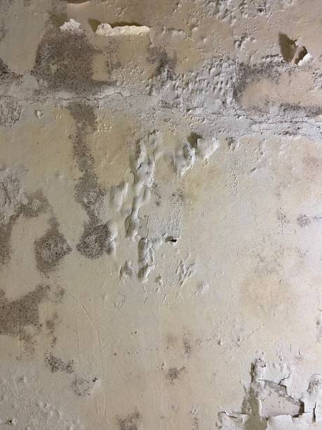 Best Mold Cleaning Services  in Tracyton, WA