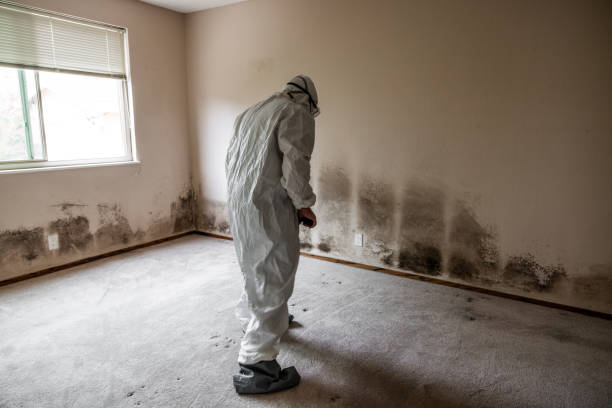 Best Black Mold Removal  in Tracyton, WA