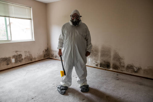 Best Attic Mold Removal  in Tracyton, WA