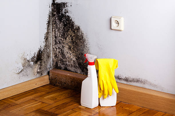 Best Mold Testing  in Tracyton, WA