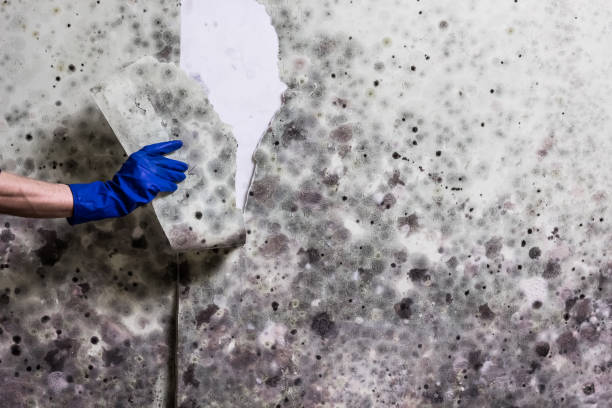 Water Damage Restoration in Tracyton, WA