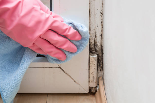 Best Mold Inspection  in Tracyton, WA