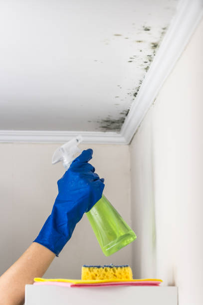 Best Residential Mold Removal  in Tracyton, WA