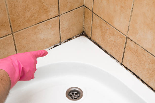 Best Office Mold Removal Services  in Tracyton, WA